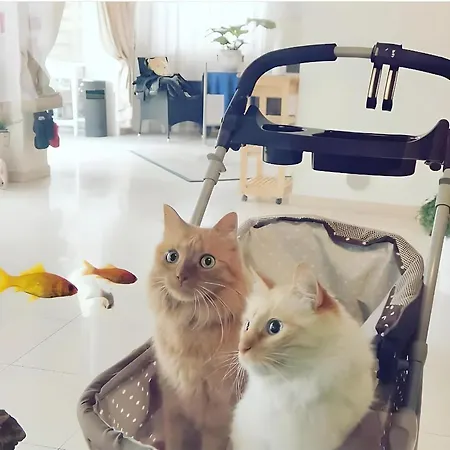 호텔 Il Gatto